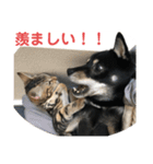 黒柴犬と猫の日常使いスタンプ2（個別スタンプ：10）