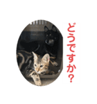 黒柴犬と猫の日常使いスタンプ2（個別スタンプ：11）