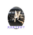 黒柴犬と猫の日常使いスタンプ2（個別スタンプ：13）