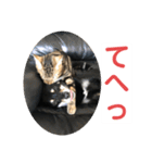 黒柴犬と猫の日常使いスタンプ2（個別スタンプ：14）