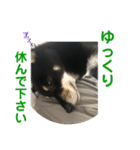 黒柴犬と猫の日常使いスタンプ2（個別スタンプ：15）