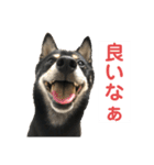 黒柴犬と猫の日常使いスタンプ2（個別スタンプ：16）