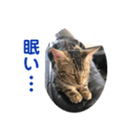 黒柴犬と猫の日常使いスタンプ2（個別スタンプ：17）
