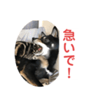 黒柴犬と猫の日常使いスタンプ2（個別スタンプ：18）