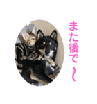 黒柴犬と猫の日常使いスタンプ2（個別スタンプ：19）