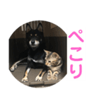 黒柴犬と猫の日常使いスタンプ2（個別スタンプ：20）