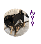 黒柴犬と猫の日常使いスタンプ2（個別スタンプ：21）