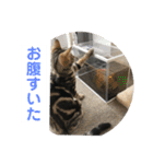 黒柴犬と猫の日常使いスタンプ2（個別スタンプ：22）