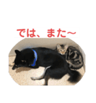 黒柴犬と猫の日常使いスタンプ2（個別スタンプ：24）