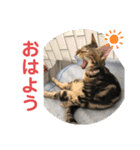 黒柴犬と猫の日常使いスタンプ2（個別スタンプ：25）