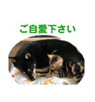 黒柴犬と猫の日常使いスタンプ2（個別スタンプ：26）