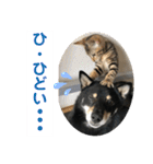 黒柴犬と猫の日常使いスタンプ2（個別スタンプ：27）