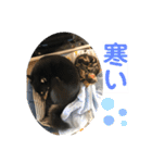 黒柴犬と猫の日常使いスタンプ2（個別スタンプ：29）