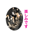 黒柴犬と猫の日常使いスタンプ2（個別スタンプ：30）