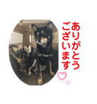 黒柴犬と猫の日常使いスタンプ2（個別スタンプ：31）