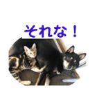 黒柴犬と猫の日常使いスタンプ2（個別スタンプ：32）
