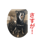 黒柴犬と猫の日常使いスタンプ2（個別スタンプ：33）