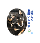 黒柴犬と猫の日常使いスタンプ2（個別スタンプ：34）