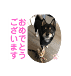 黒柴犬と猫の日常使いスタンプ2（個別スタンプ：35）