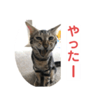 黒柴犬と猫の日常使いスタンプ2（個別スタンプ：36）