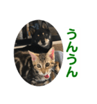 黒柴犬と猫の日常使いスタンプ2（個別スタンプ：37）