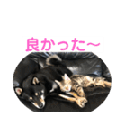 黒柴犬と猫の日常使いスタンプ2（個別スタンプ：38）