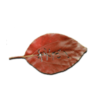 秋の葉っぱ（個別スタンプ：10）