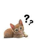 ふーちゃんきーちゃん仔猫ver.（個別スタンプ：1）