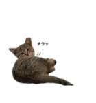 ふーちゃんきーちゃん仔猫ver.（個別スタンプ：2）