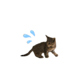 ふーちゃんきーちゃん仔猫ver.（個別スタンプ：4）