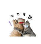 ふーちゃんきーちゃん仔猫ver.（個別スタンプ：6）