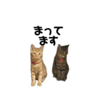 ふーちゃんきーちゃん仔猫ver.（個別スタンプ：7）