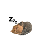 ふーちゃんきーちゃん仔猫ver.（個別スタンプ：8）