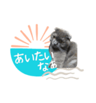 ブリティッシュ＆スコティッシュNo.2（個別スタンプ：3）