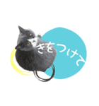 ブリティッシュ＆スコティッシュNo.2（個別スタンプ：4）