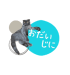 ブリティッシュ＆スコティッシュNo.2（個別スタンプ：7）