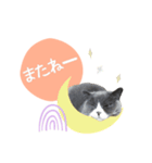 ブリティッシュ＆スコティッシュNo.2（個別スタンプ：8）