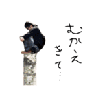 共2（個別スタンプ：13）