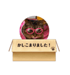 キジトラのかわいさ4（個別スタンプ：2）