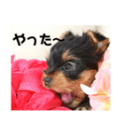 ヨーキー子犬の日常使いスタンプ（個別スタンプ：1）