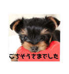 ヨーキー子犬の日常使いスタンプ（個別スタンプ：3）