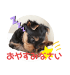 ヨーキー子犬の日常使いスタンプ（個別スタンプ：4）