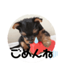 ヨーキー子犬の日常使いスタンプ（個別スタンプ：5）