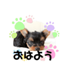 ヨーキー子犬の日常使いスタンプ（個別スタンプ：7）