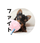 ヨーキー子犬の日常使いスタンプ（個別スタンプ：8）