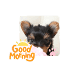 ヨーキー子犬の日常使いスタンプ（個別スタンプ：9）