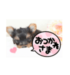 ヨーキー子犬の日常使いスタンプ（個別スタンプ：10）