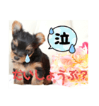 ヨーキー子犬の日常使いスタンプ（個別スタンプ：11）