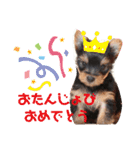 ヨーキー子犬の日常使いスタンプ（個別スタンプ：12）