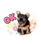 ヨーキー子犬の日常使いスタンプ（個別スタンプ：13）